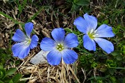 17 Lino celeste (linum alpinum)